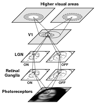 Topographica model of the visual system